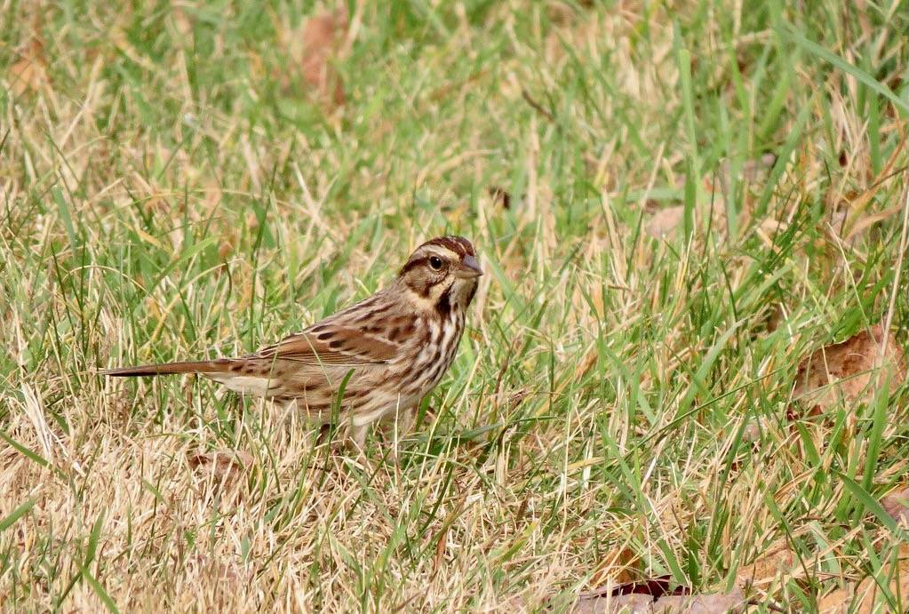 Song Sparrow by Fyn Kynd is marked with CC BY 2.0.